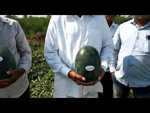 100% black syngenta hybrid watermelon seed, packaging type: ...