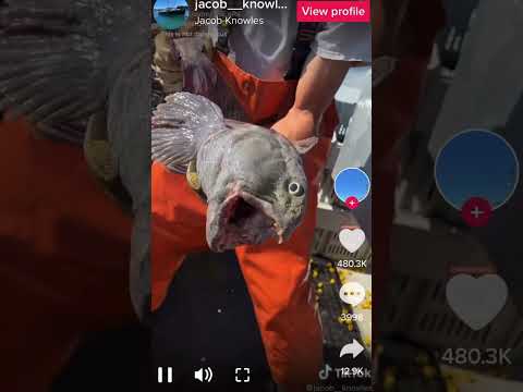 wolf eel bite poisonous wolf eel bite poisonous