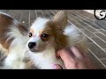 Papillon dogs for sale: Nerf - Video 1