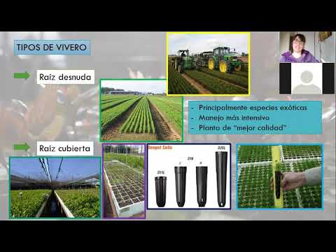 Manejo de viveros forestales P1