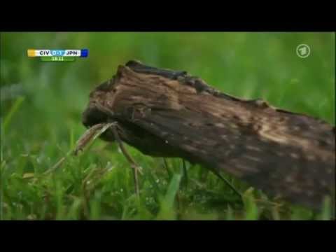 Scary Moment cote d Ivoire vs japan fifa world cup 2014