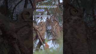 アメリカワシミミズク成長記録  Great Horned Owl　2026/04/15 夕方 #shorts #losangeles  #ミミズク  #greathornedowl