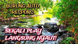 Download lagu Terapi Burung Air Mengalir & Hutan Asli, yang Membuat Burung Cepat Merespons mp3 Download lagu Terapi Burung Air Mengalir & Hutan Asli, yang Membuat Burung Cepat Merespons mp3