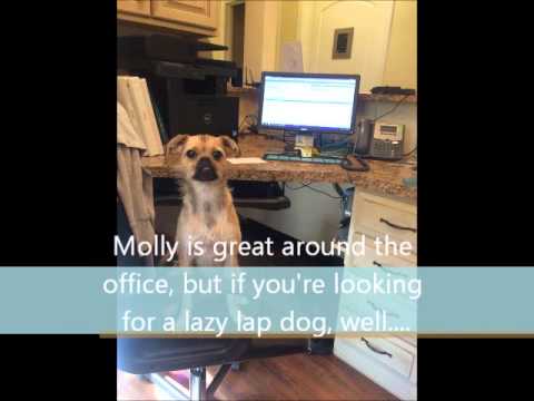 Molly Maguire, an adopted Pug & Terrier Mix in Perkasie, PA_image-1