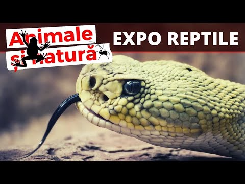 Cei mai veninoși serpi din lume  (Expozitie Bulgaria)