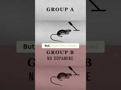 This dopamine study is mind blowing 🐀