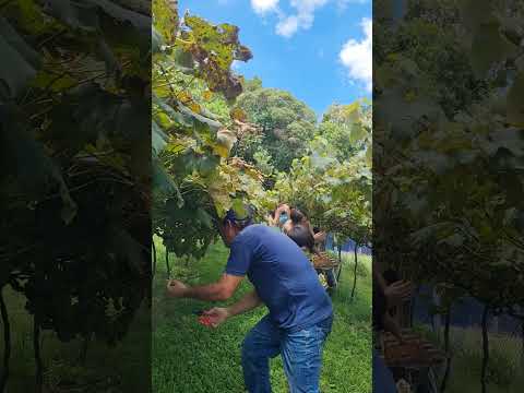 @chácara Rodrigues lugar lindo #familia #araucaria