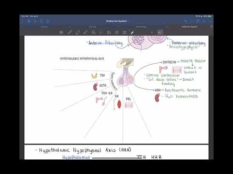 Endocrine System Part 2