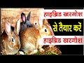 हाईब्रिड खरगोश से तैयार करे हाईब्रिड �