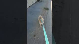 Video preview image #1 Mutt Puppy For Sale in Ventura, CA, USA