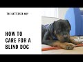 Blind Dog Care and Training | The Battersea Way