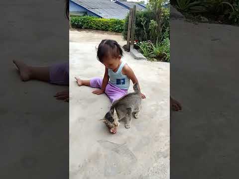 funny cute cats #subscribe #shortvideo #share #cats #cutecat