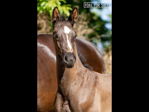 SOLD: Colt 2020 - Everdale x Tuschinski