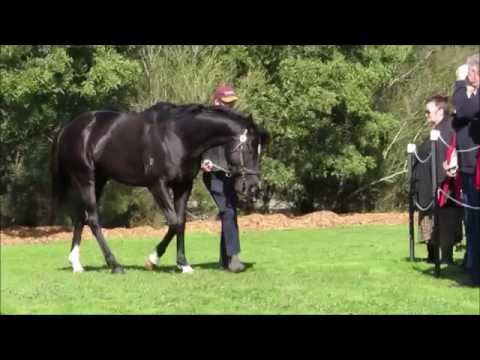 Bombora Downs Stallion Parade 2016 - Dandino (GB)
