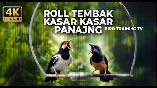 Download lagu 🔴 Live Masteran Roll Tembak Kasar Cucak Cungkok Gacor vs Jalak Suren Gacor Isian Tembakan Kasar mp3