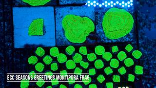 Stock Spotlight: ECC Seasons Greetings Montipora Frag