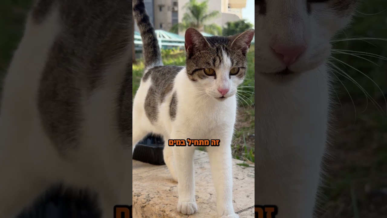 אם הייתם רואים יצור חי בלי מים הייתם מתעלמים?