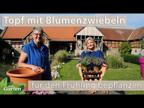 , title : 'Im Herbst schon Topf mit Blumenzwiebeln für Balkon und Terrasse bepflanzen | MDR Garten'