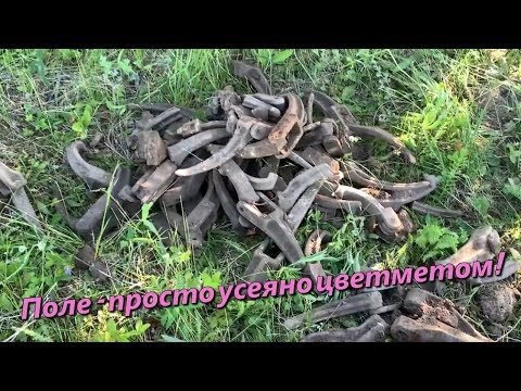 Нашли много цветмета в поле! Отличный МеталлоКоп!