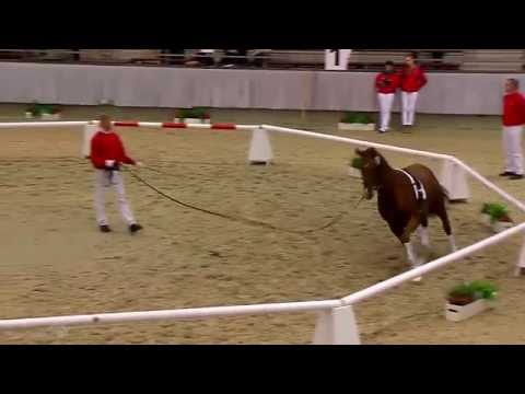 Junghengst von Vitalis x Fürst Heinrich x Charmant AA, hier westfälische Hauptkörung 2014