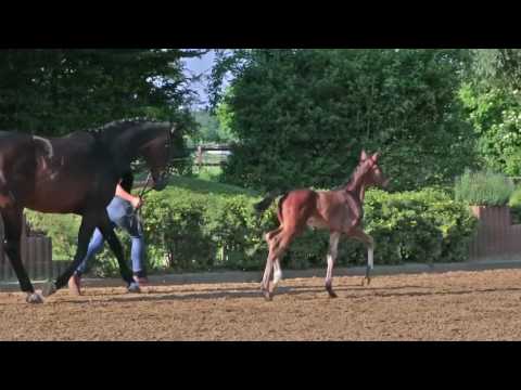 KN 68 HF v. Sir Heinrich - Weltpoet