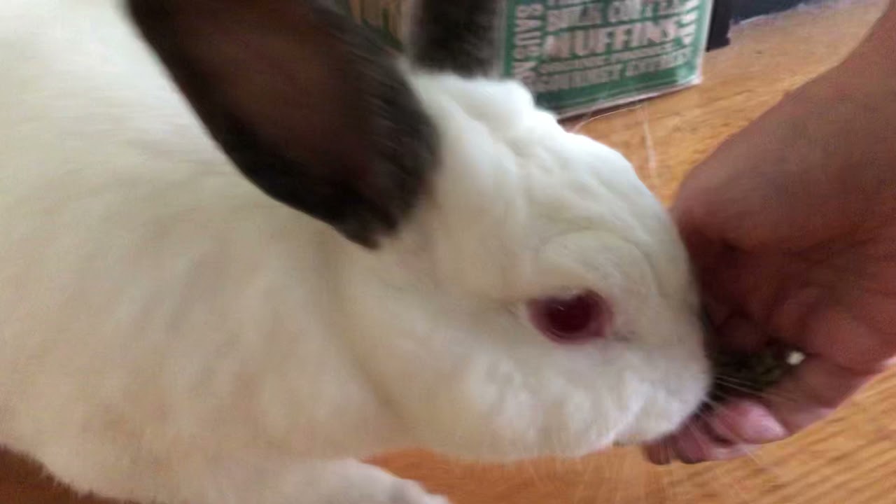 The Gate Crasher Stop Unwanted Rabbit Behavior Bunbrary