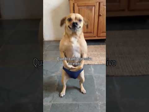 O mundo.pet: cães engraçados que vão te fazer rir muito