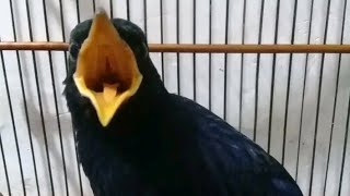 Download lagu Kicau burung ciung batu mp3 Download lagu Kicau burung ciung batu mp3