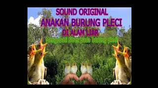 Download lagu Suara Mp3 Burung Pleci Anakan Ampuh Untuk Pikatan Dan Meningkatkan Birahi mp3 Download lagu Suara Mp3 Burung Pleci Anakan Ampuh Untuk Pikatan Dan Meningkatkan Birahi mp3