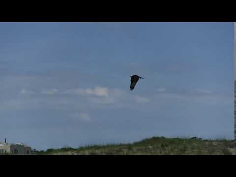 6 16 18 DOLPHIN ADVENTURE SAT 9 AM   22