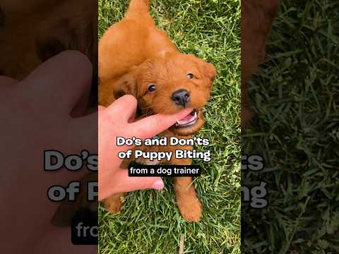 Puppy Biting 101🦈🦷 #DogTraining #puppytips #dogtrainer #puppytraining #puppybiting #puppyadvice