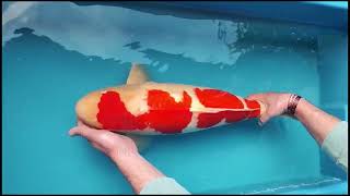 video van Kohaku WF2310100