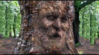 Photoshop: How to Camouflage a Face onto Gnarly, TREE Bark