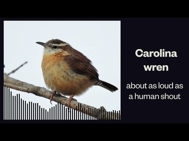 Loud Birds