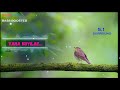 Vana Kuyile Priyanka ILAYARAJA 5 1 SURROUND BASS BOOSTED SVP Beats Voice Of SPB