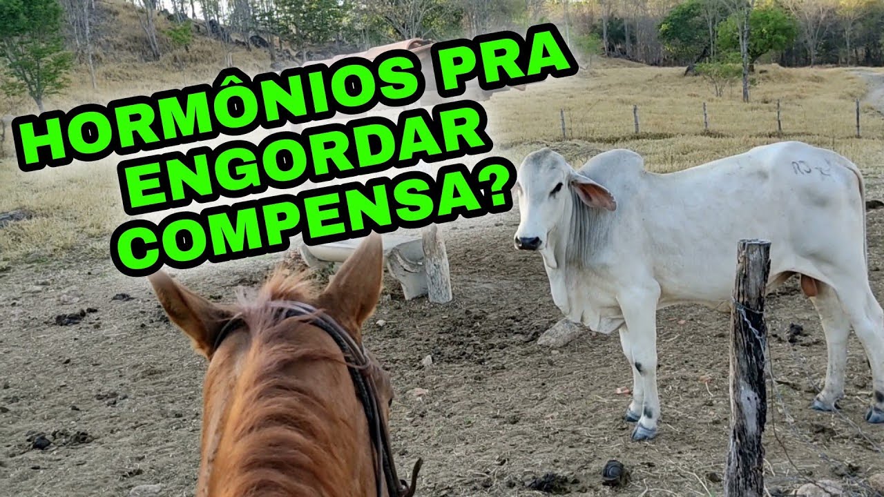 HORMÔNIOS PARA ENGORDAR BOIS COMPENSA | VANTAGENS E DESVANTAGENS PARA GANHAR PESO