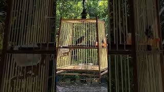 Download lagu Denak merbah LEKIR #shortvideo #pleasesubscribe #shorts mp3