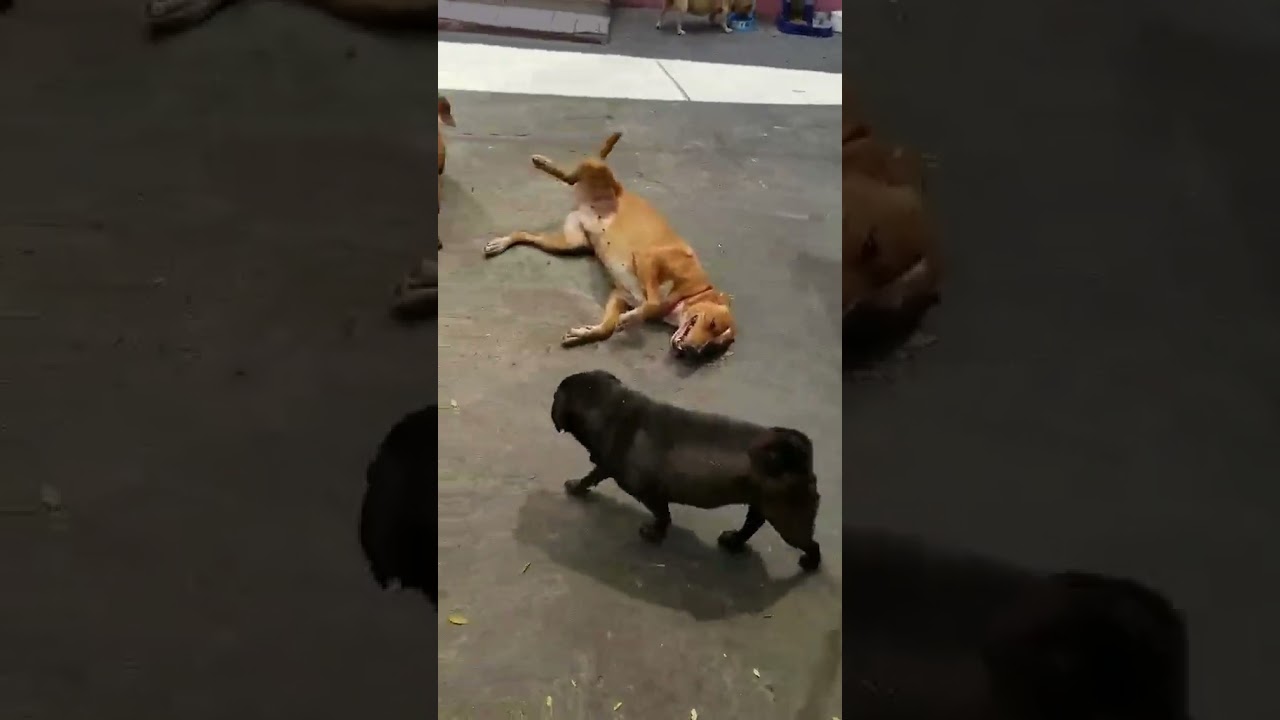 Enlarge Josefina, a Adoptable Rhodesian Ridgeback in San Diego, CA video 4/4