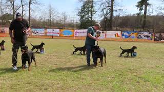 2026-March-01 - Best Kennel - Von Evman Rottweilers