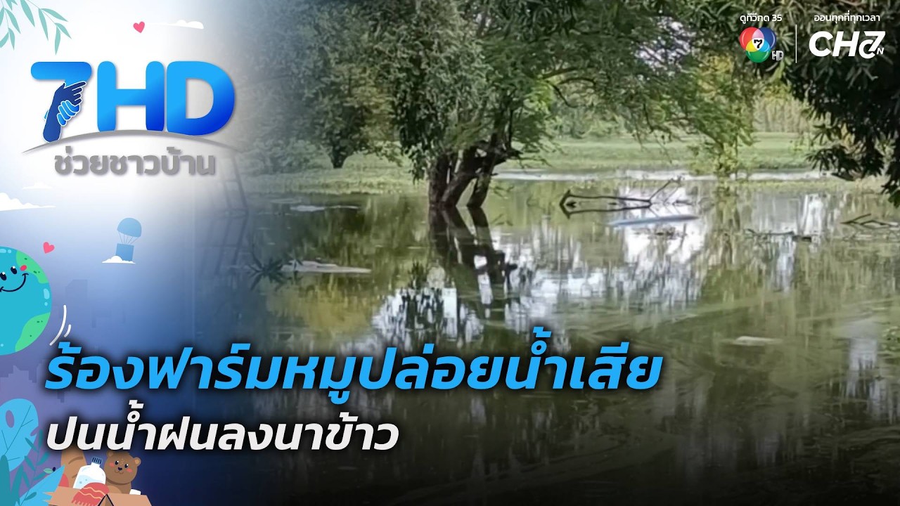 ร้องฟาร์มหมูปล่อยน้ำเสียปนน้ำฝนลงนาข้าว | 7 สีช่วย