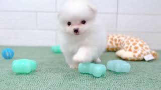 ハーフ犬の動画01