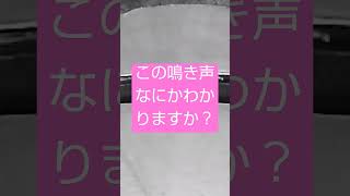 この鳴き声、鳥？小動物？なにかわかりますか？ #鳴き声 #動物