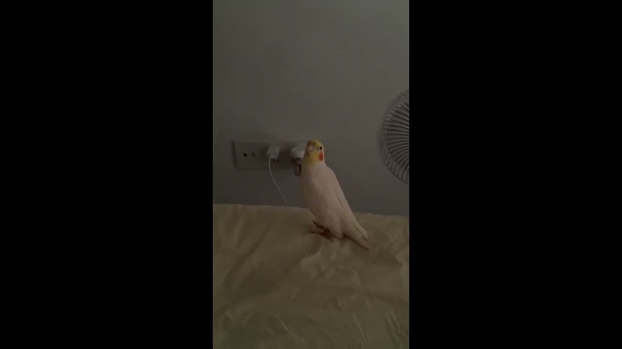 Woman Mistakes Pet Parrot’s Alarm Impression for Phone Ringing || ViralHog
