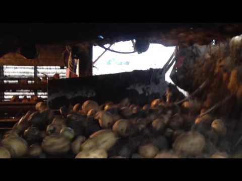 Dahlmanns in a Dewulf