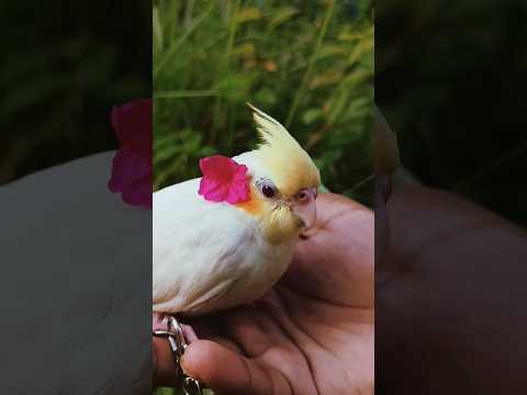 My Cockatiel flew away 😞💔