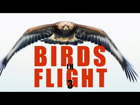 BIRDS IN FLIGHT 3