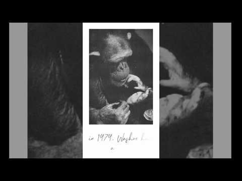 Weird Information Chimpanzees Washoe