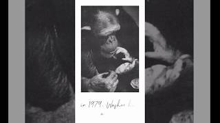 weird information - chimpanzees washoe