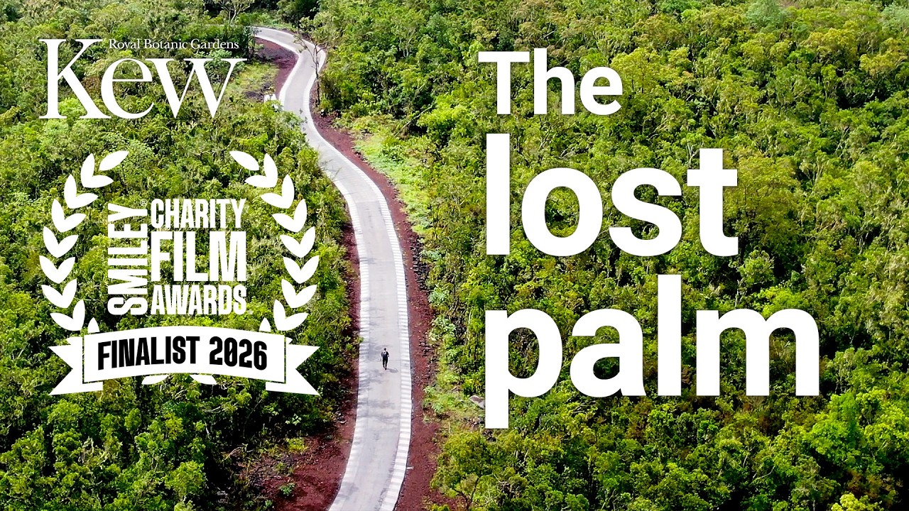 Comoros: The Lost Palm