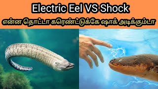 Electric Eel Fish vs Shock | என்ன தொட்டா கரெண்ட்டுக்கே ஷாக் அடிக்கும் | Tamil | SIMPLE WORLD